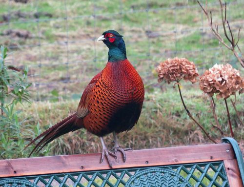 Wildlife Garden – Pheasant