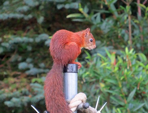 Wildlife Garden – Red Squirrel 3